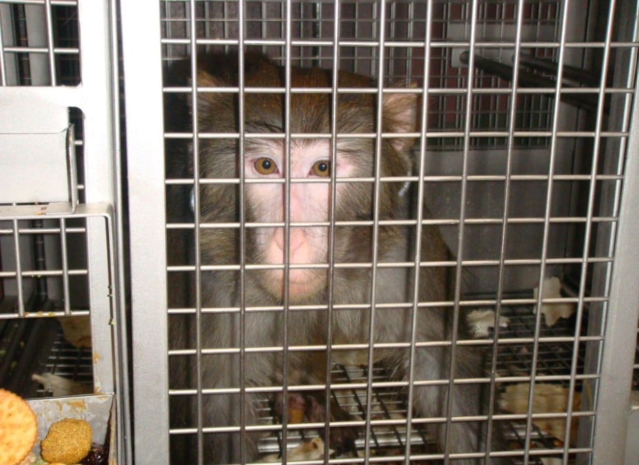 Monkeys Suffer Cocaine Infusions, Drug Withdrawal in Cruel UMN Experiment