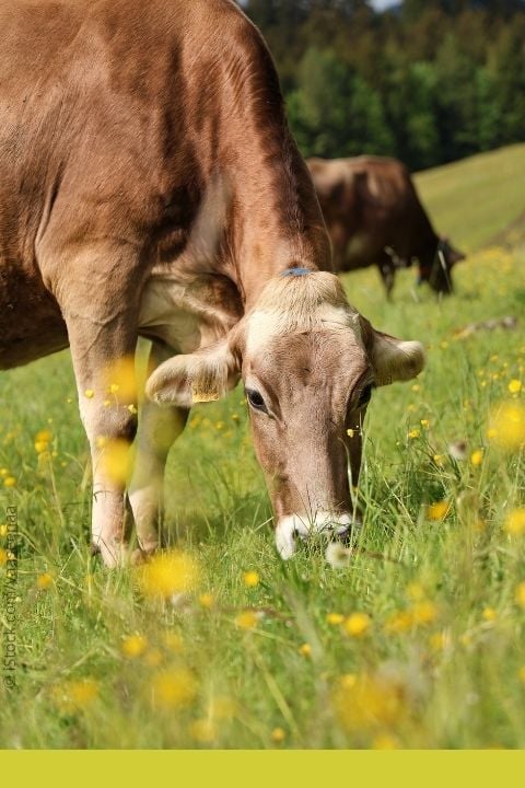 Brown cow snacking in a field