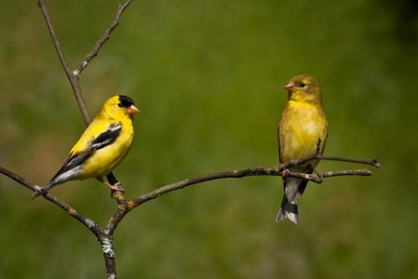 A pair of american Goldfinch birds Perched on a Branch