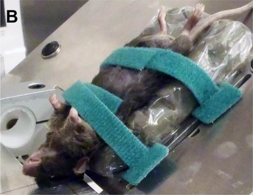 Mouse in a restraining devce