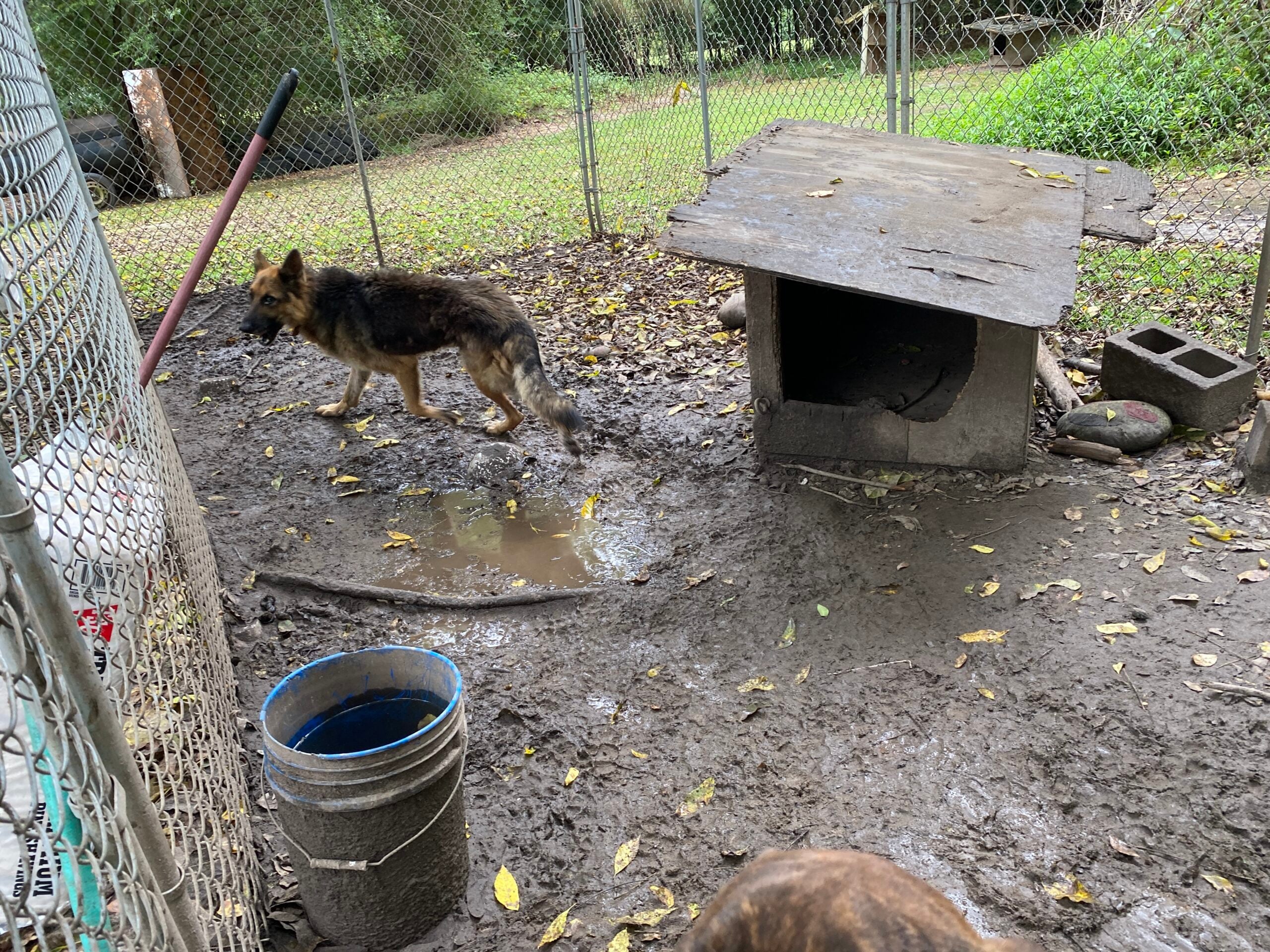Chief in a muddy pen