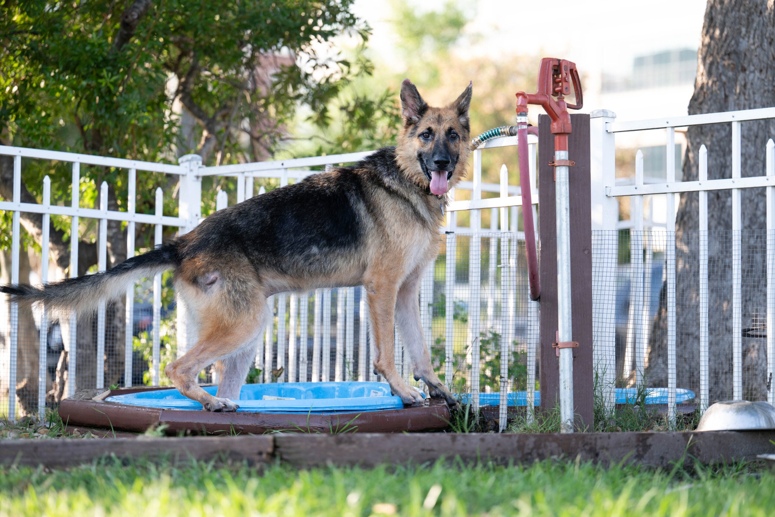 Chief standing in a fenced yard