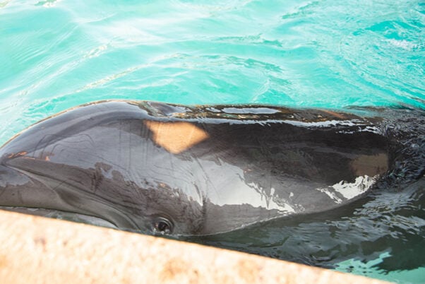 Close-up of dolphin's head displaying rake marks. Taken at SeaWorld SD 2018.