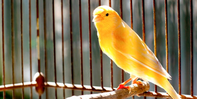 a canary which is a type of finch who is stuck in a tiny cage