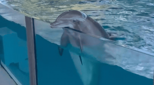 dolphin looking over edge of tank at marine park