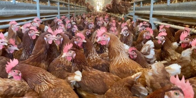Hens crowded in building