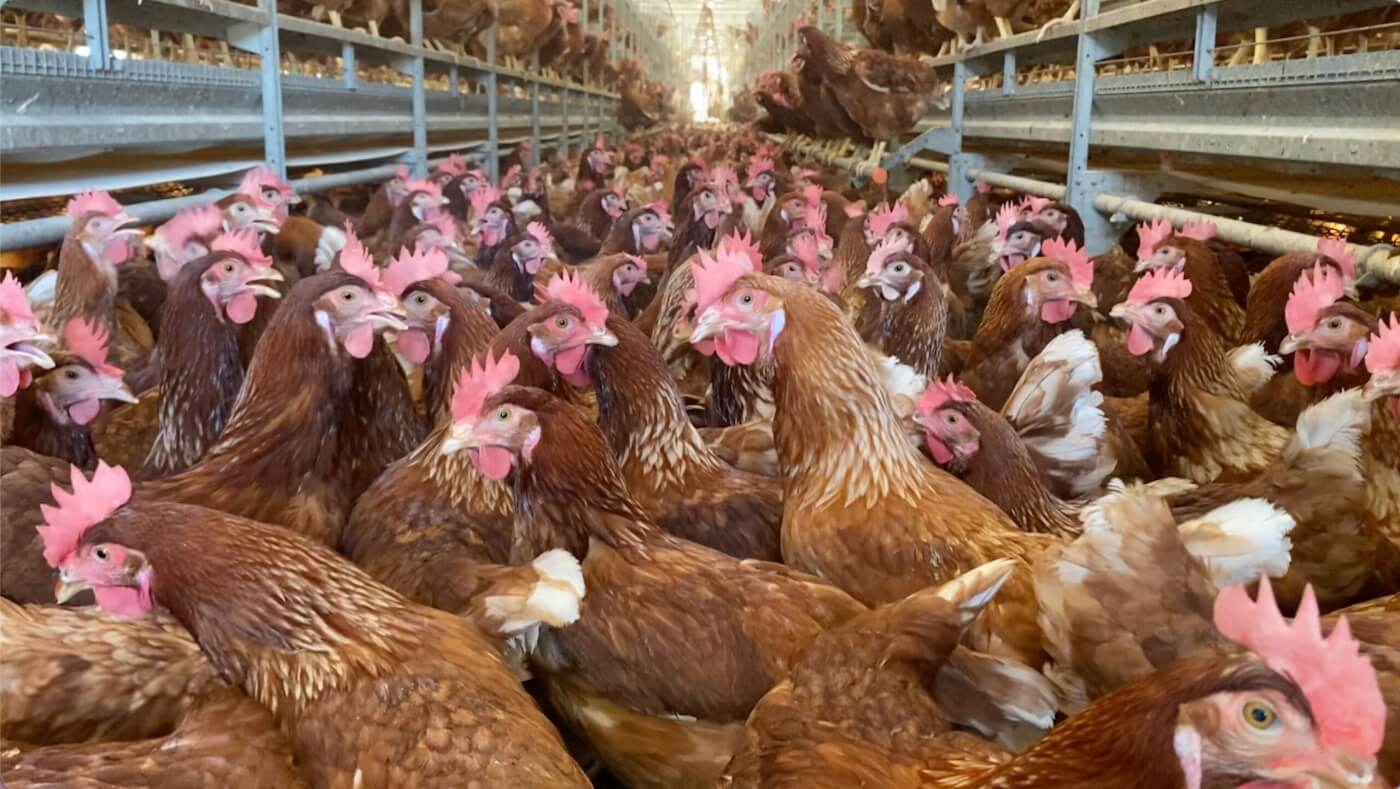 Hens crowded in building