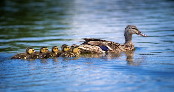 Duck family swimming in lake