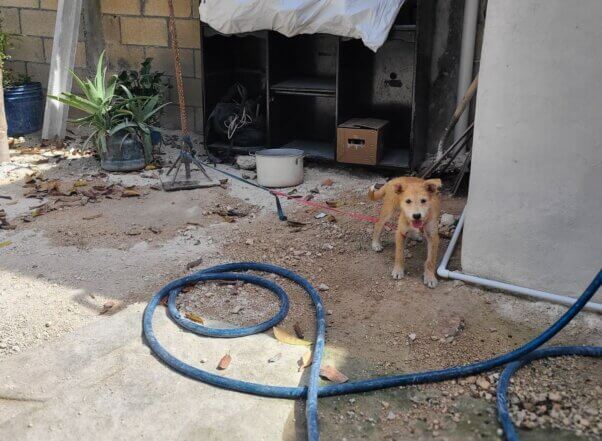 Lulu tethered outside.