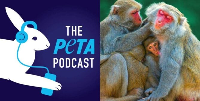 PETA podcast logo beside a photo of a rhesus monkey family in nature