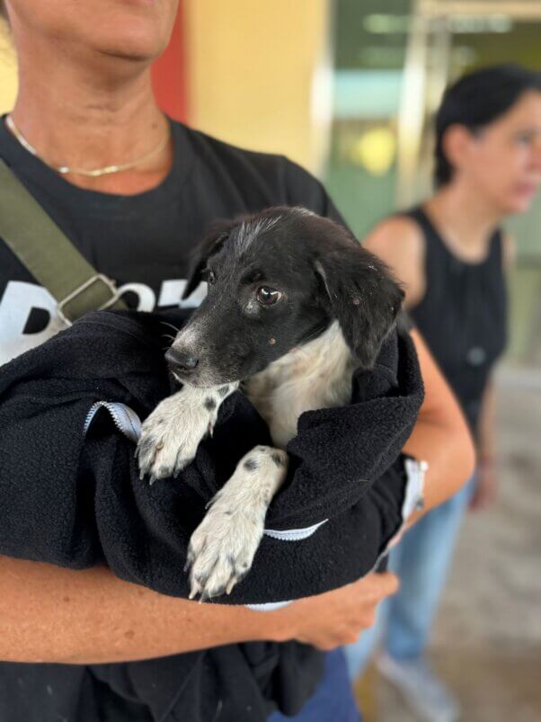 Bringing the puppy found by the side of the road to PETA's veterinary clinic in Cancun.