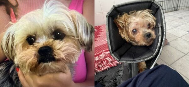 Rambo looking healthy at the shelter, then two months later after severe abuse