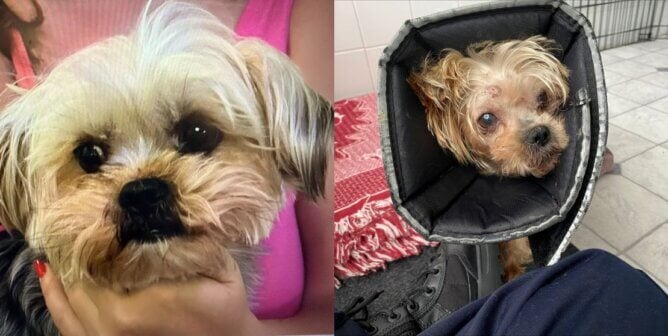 Rambo looking healthy at the shelter, then two months later after severe abuse