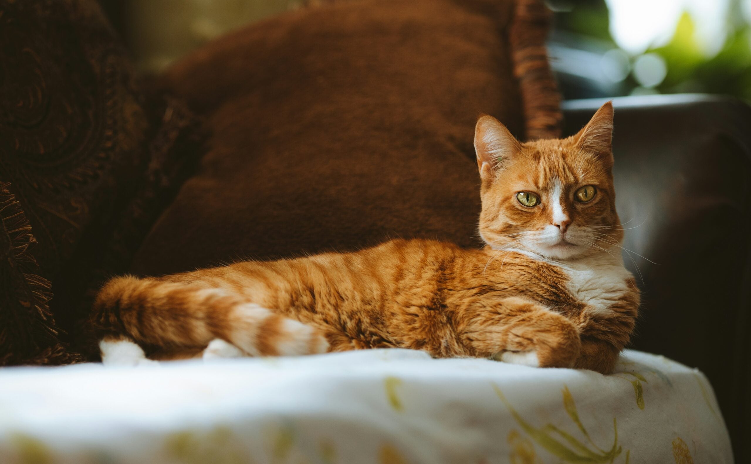 An orange cat