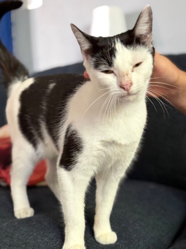 Sky, a black and white cat being pet