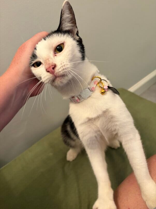 Indoors and Safe for the First Time, Adoptable Cat Sky Is on Cloud Nine
