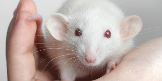 White rat being held