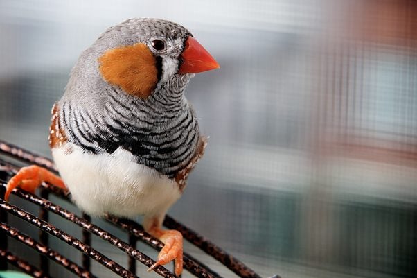 a zebra finch in cage