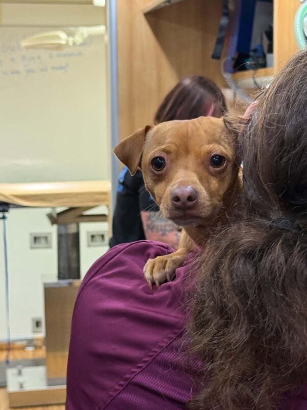 A small brown dog looks over a person's shoulder at PETA's clinic in Galax