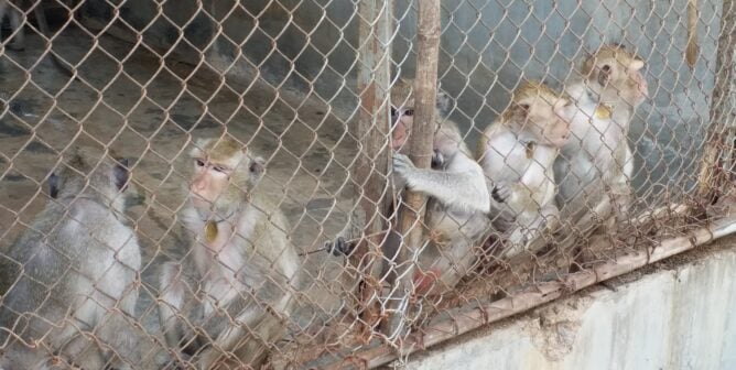 Macaques in a barren cage