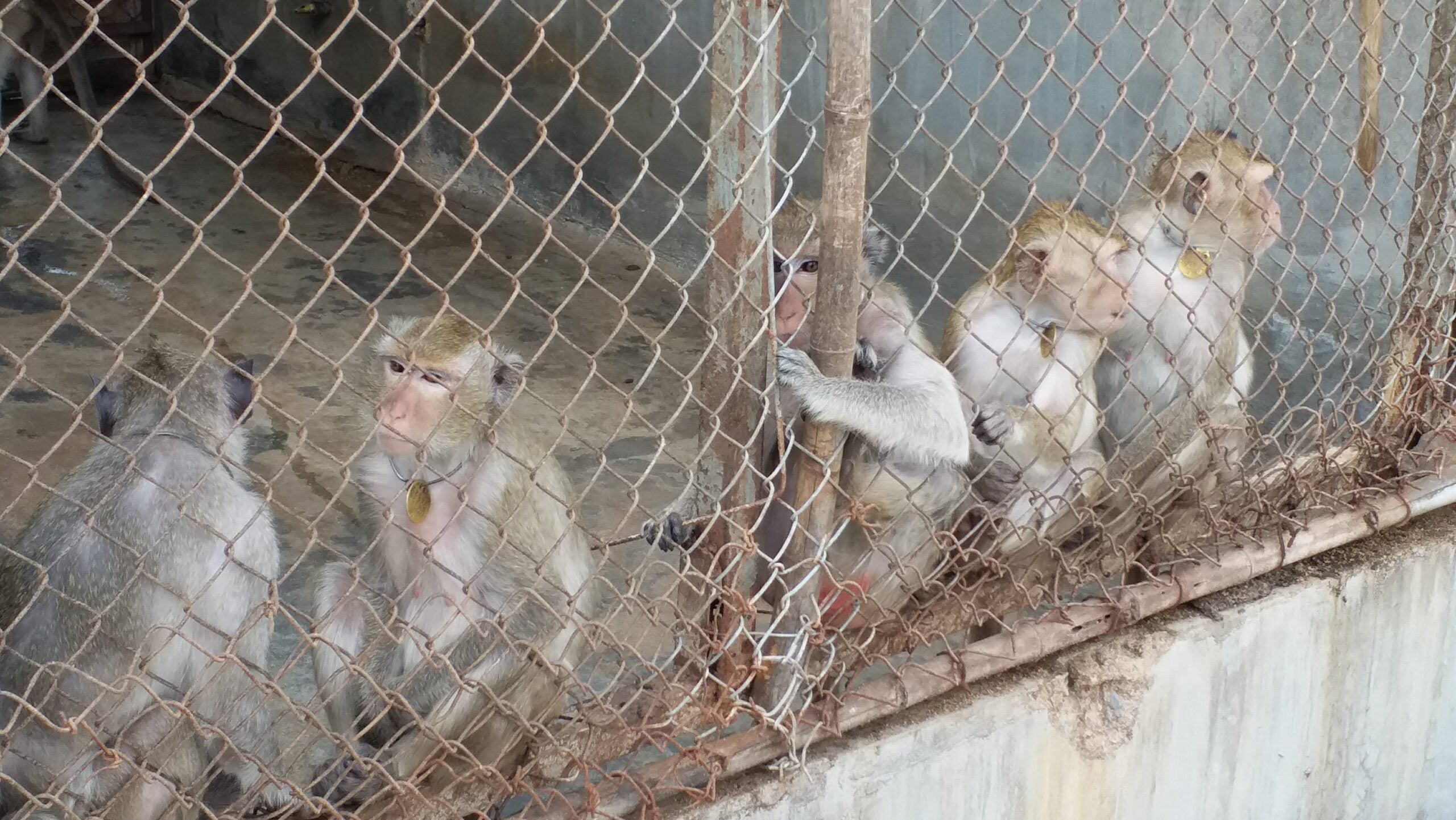 Macaques in a barren cage