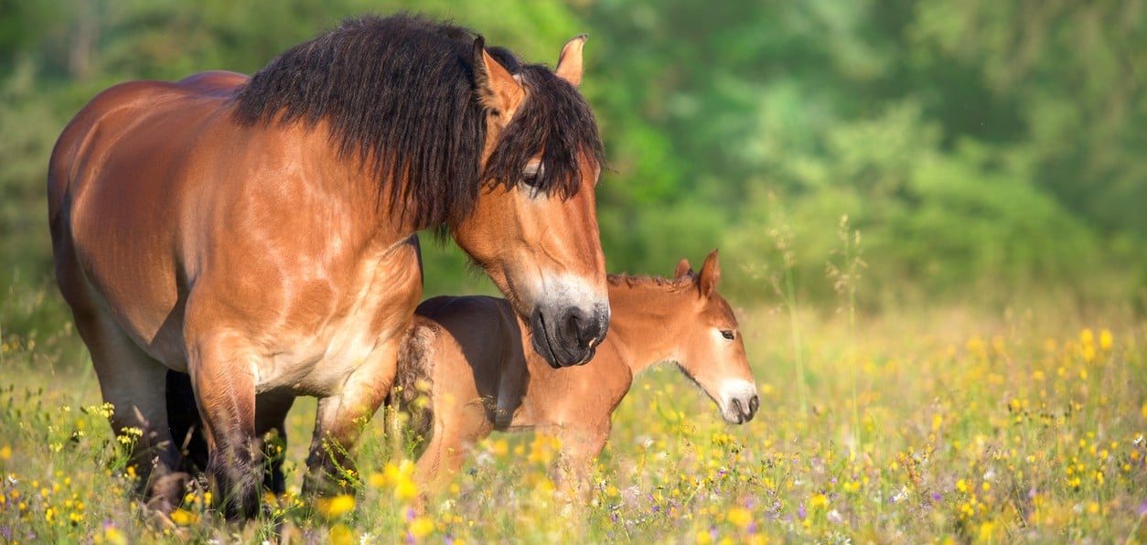 Bay mare and foal on flowers pasture