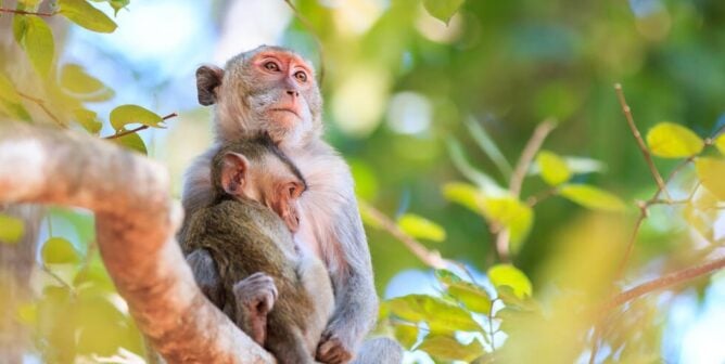 Macaques family in a tree