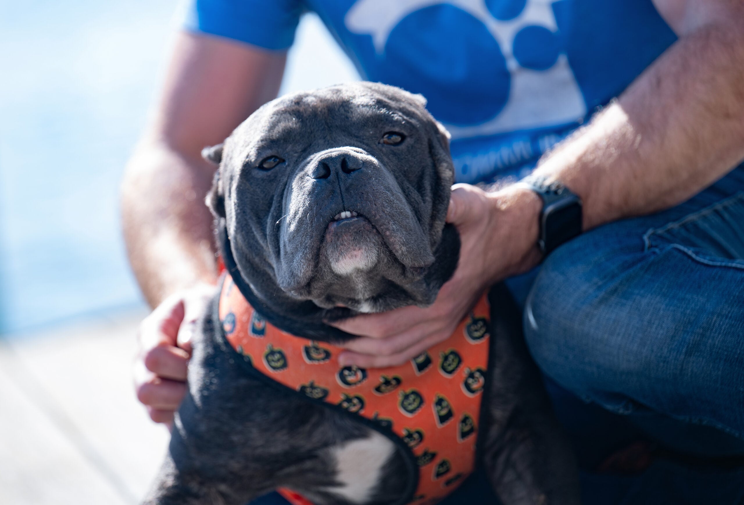 Adoption Alert: Bulldog Who Went Viral on Instagram Is Leaving Fleas and Chains in His Past