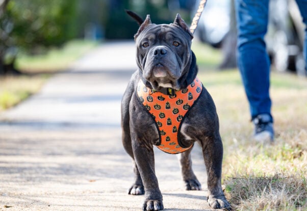 Dior in a festive harness