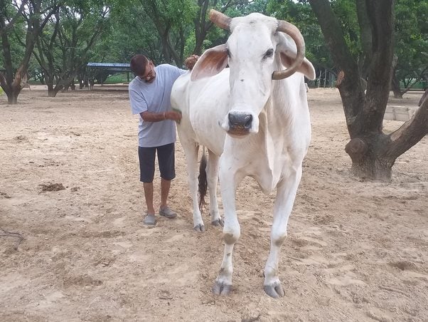 a bullock named Ganesh