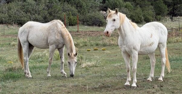 Gray Man, a horse rescued by PETA from slaughter, and a friend in a field.