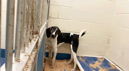 dog in laboratory