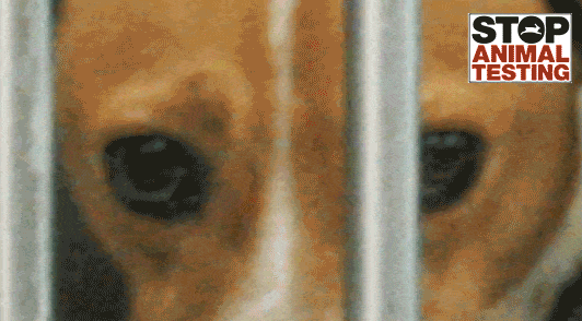 gif of sad beagle in a laboratory with the words stop animal testing