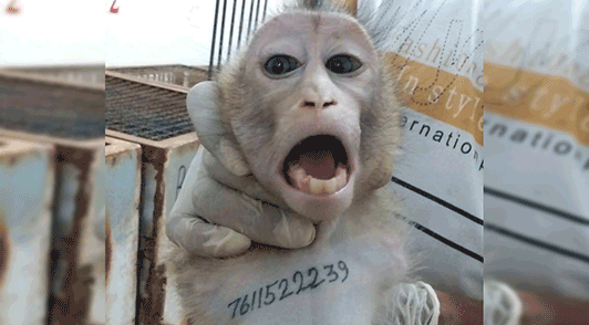 person holding scared monkey by the neck