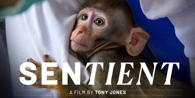 Sentient poster