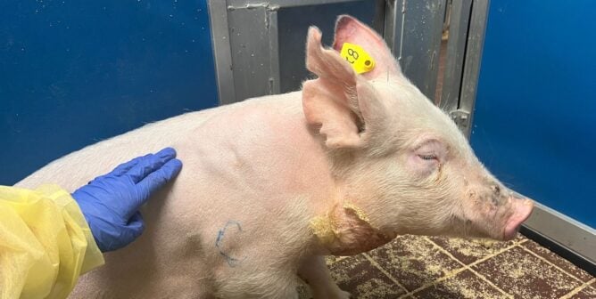 A listless pig