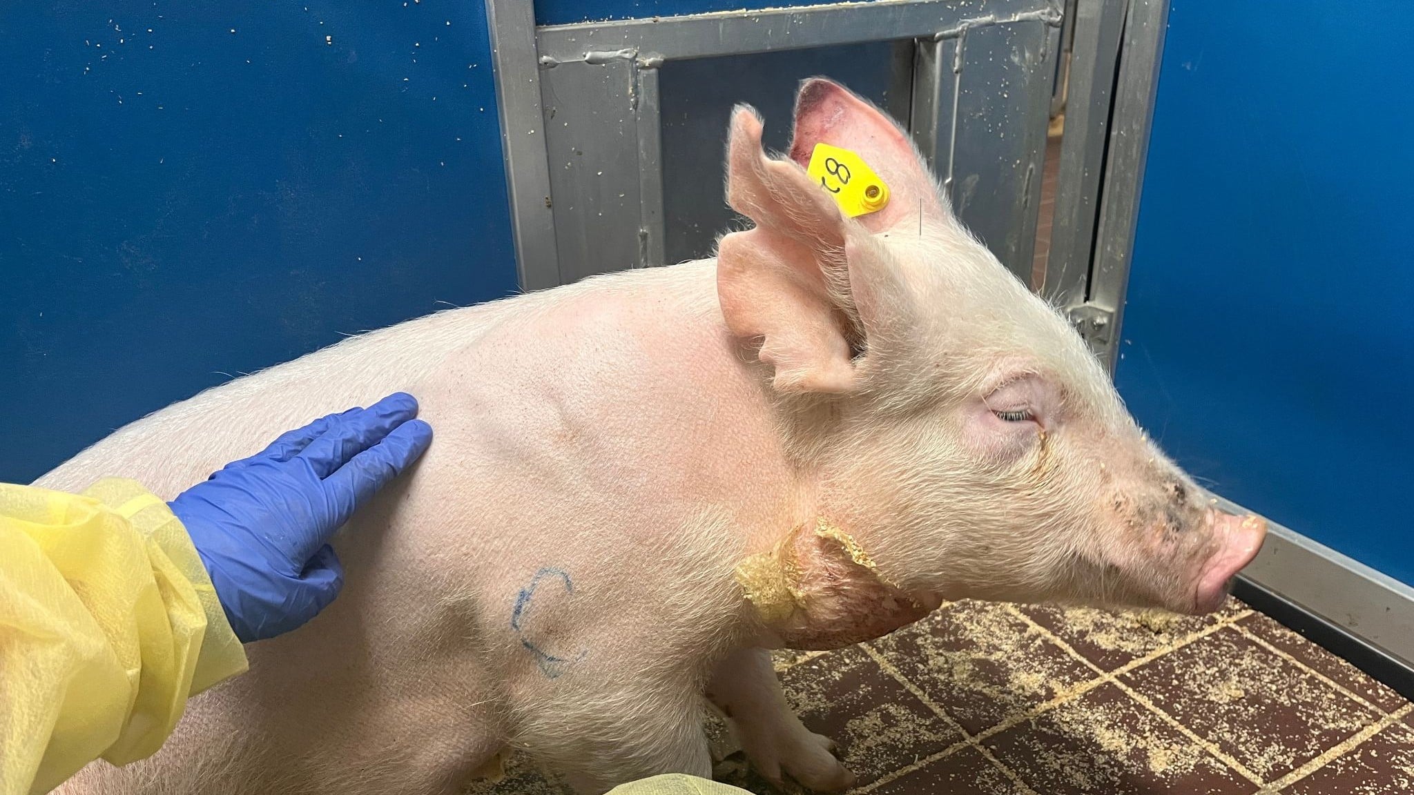 Pigs Die Alone After Invasive Surgeries in UMass Chan Heart Attack Laboratory