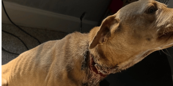 dog in Dillon, South Carolina with badly injured neck
