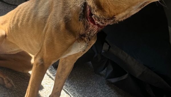dog in Dillon, South Carolina with badly injured neck