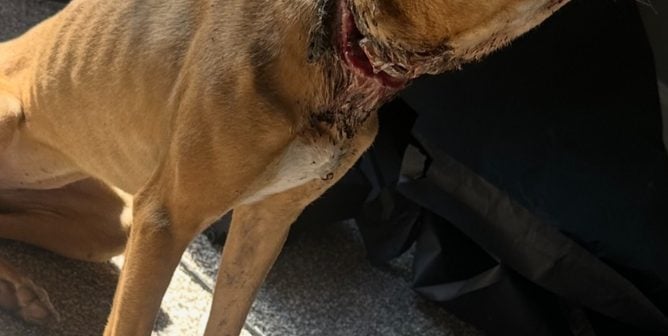 dog in Dillon, South Carolina with badly injured neck