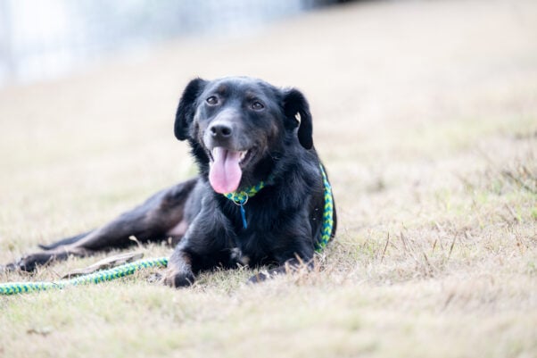 Black dog in a field