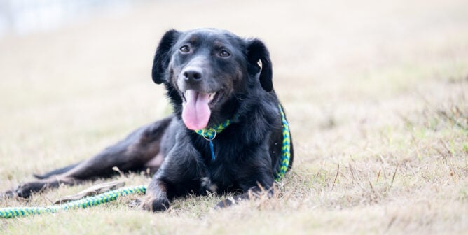 Black dog in a field