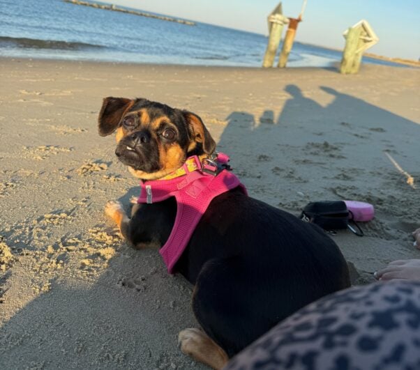 Dog on a beach in a pink harness