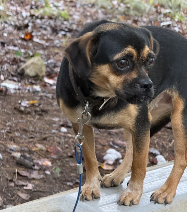 Black and brown dog on a plastic roof