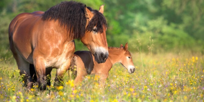 Bay mare and foal on flowers pasture