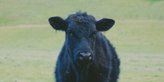 Black bull looking stoically at the camera