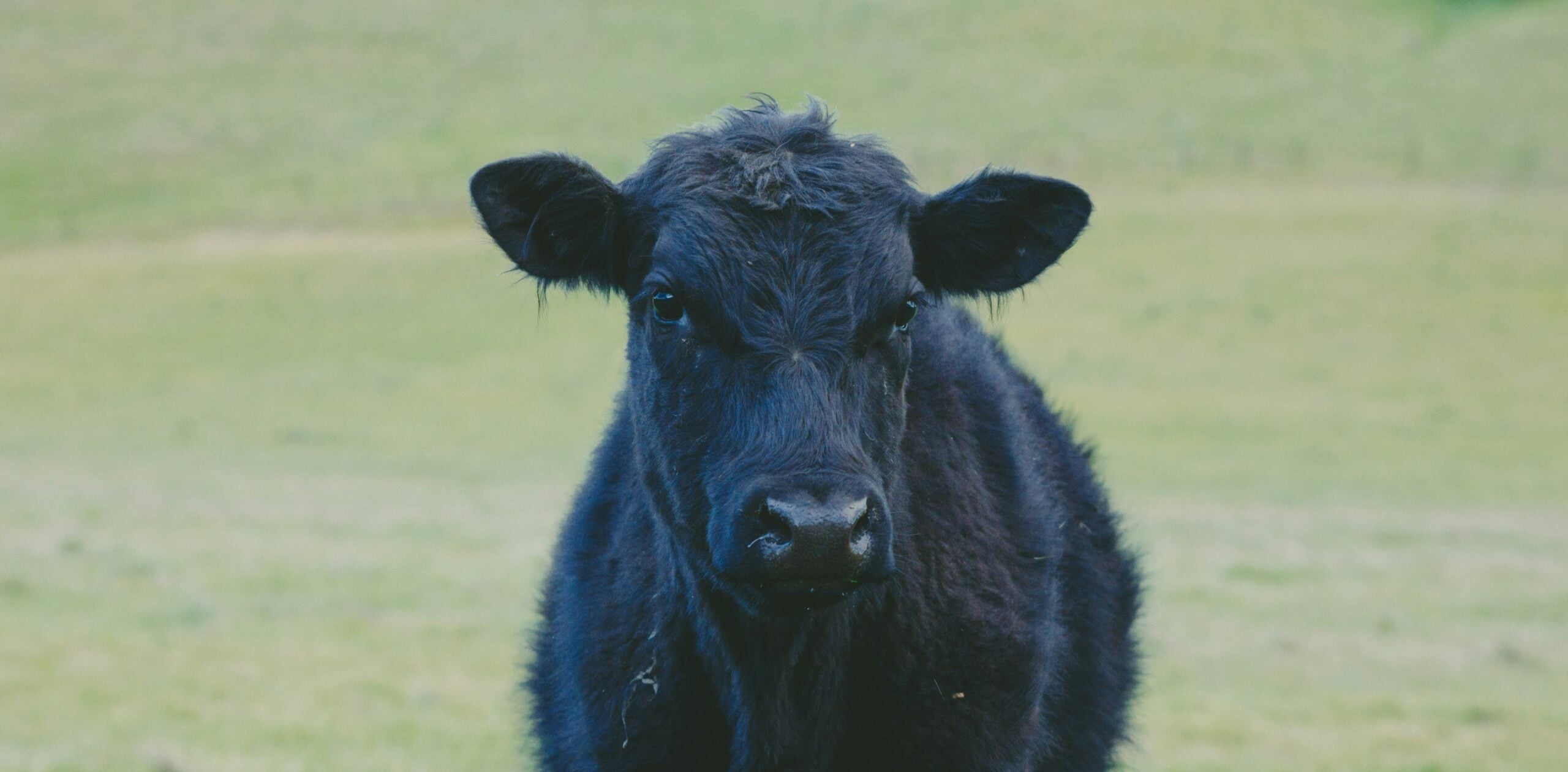 BREAKING: Another Rodeo Turns Deadly. The Animals Never Had a Choice