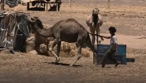 A camel in Morocco having their tail pulled by a young boy.