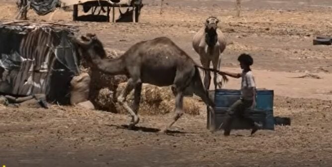 A camel in Morocco having their tail pulled by a young boy.
