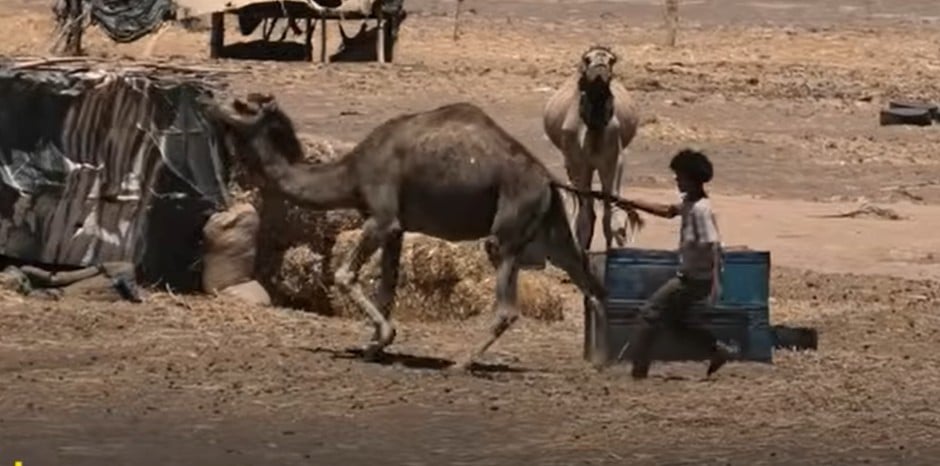 A camel in Morocco having their tail pulled by a young boy.